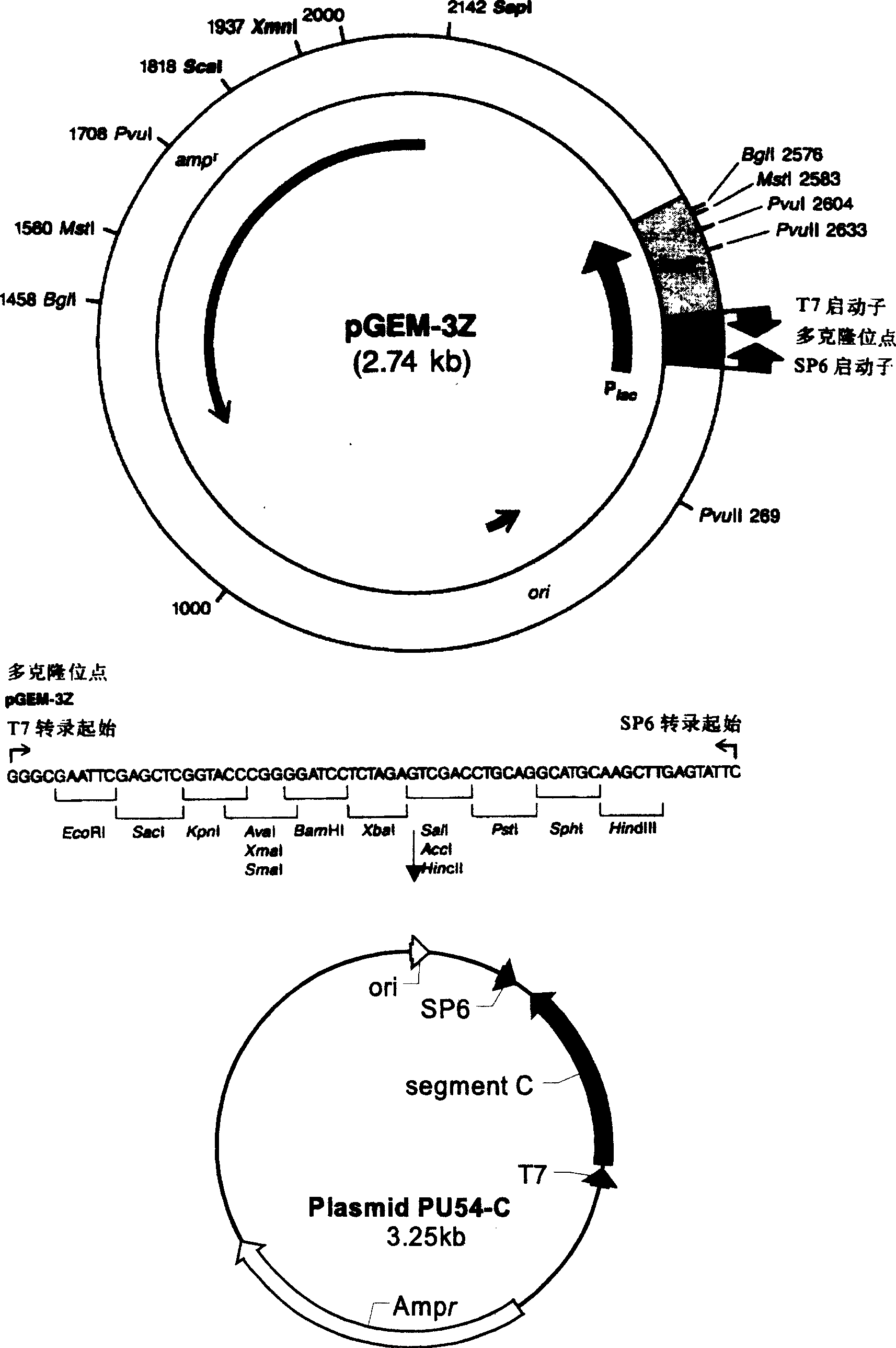 Exterior guiding gene C6 concurrently used with RnaseP ribozyme and its uses