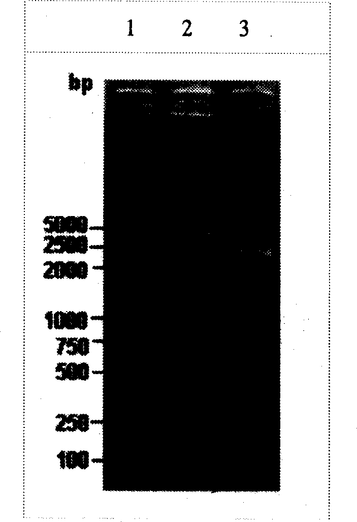 Exterior guiding gene C6 concurrently used with RnaseP ribozyme and its uses