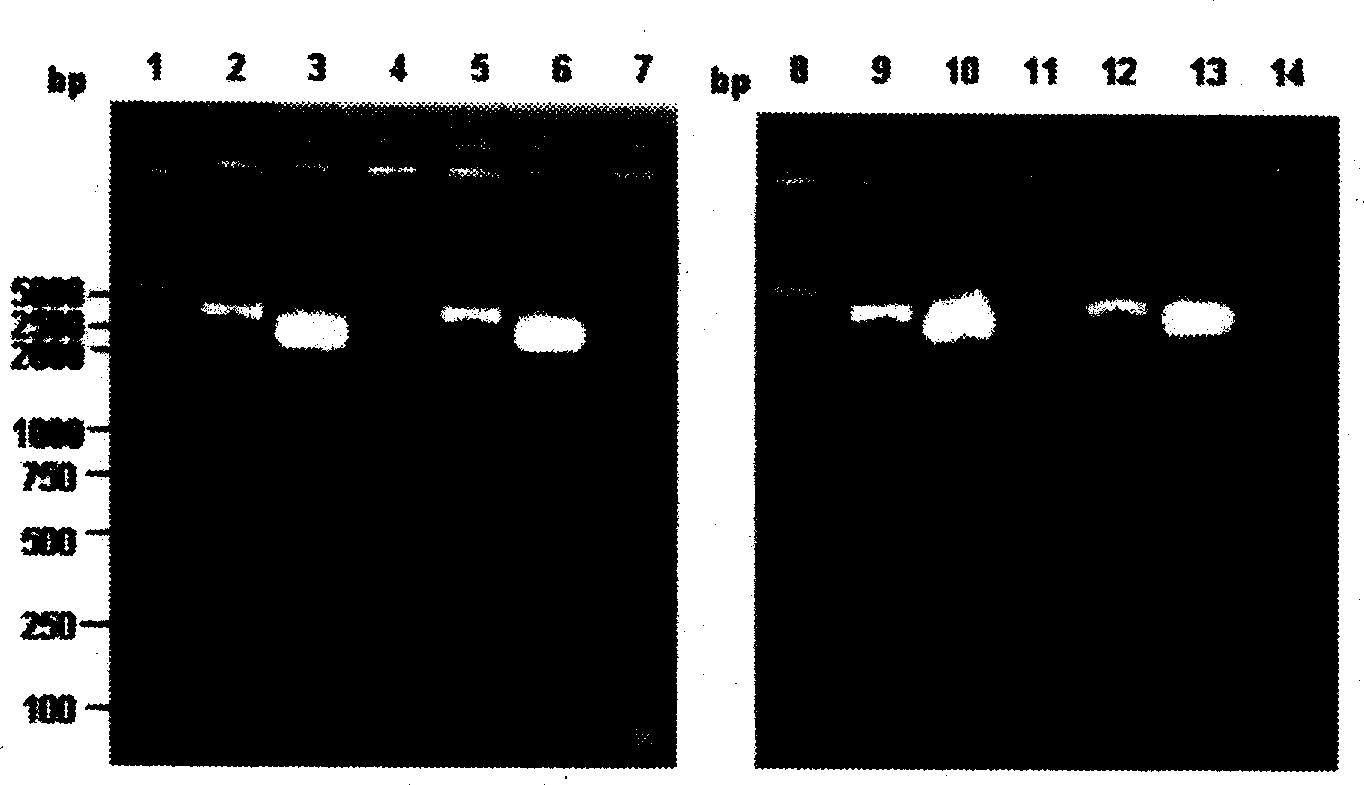 Exterior guiding gene C6 concurrently used with RnaseP ribozyme and its uses