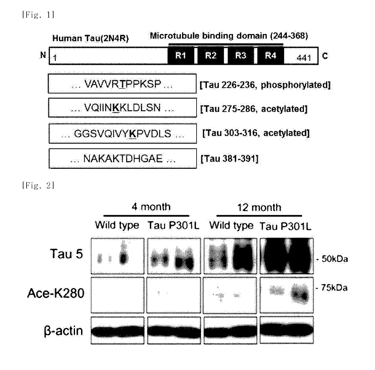 Mutated tau protein fragment and use thereof