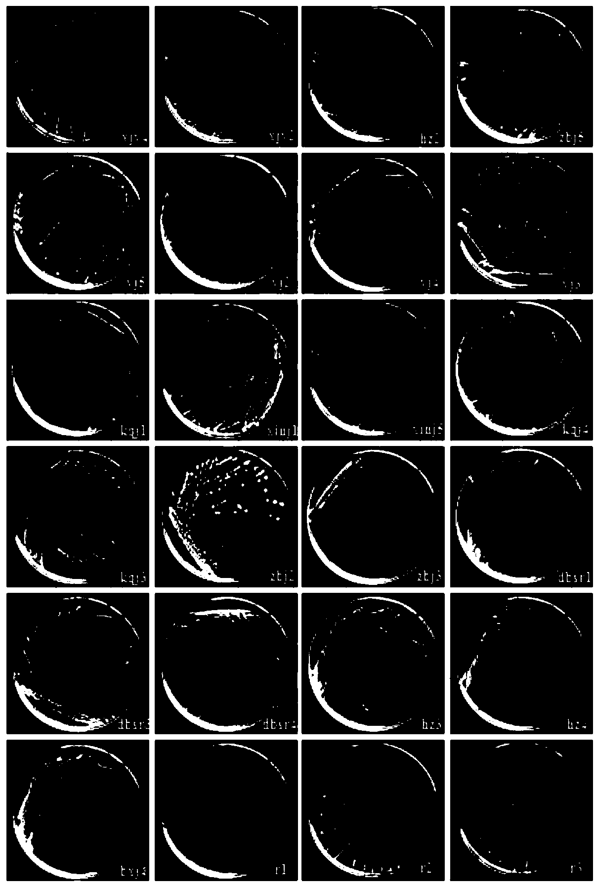 Radopholus similis associated bacteria with potential of genetic transformation