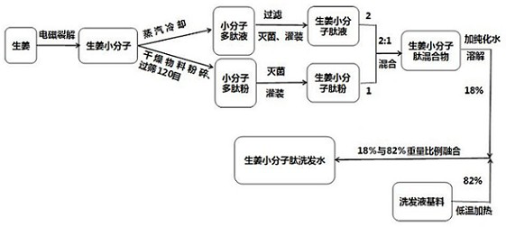 Shampoo prepared by electromagnetic cracking of ginger micromolecule peptide