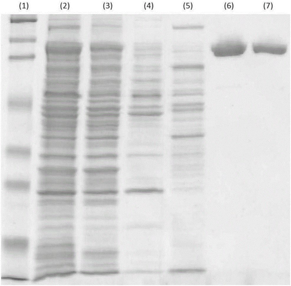 Method for purifying chondroitinase ABC