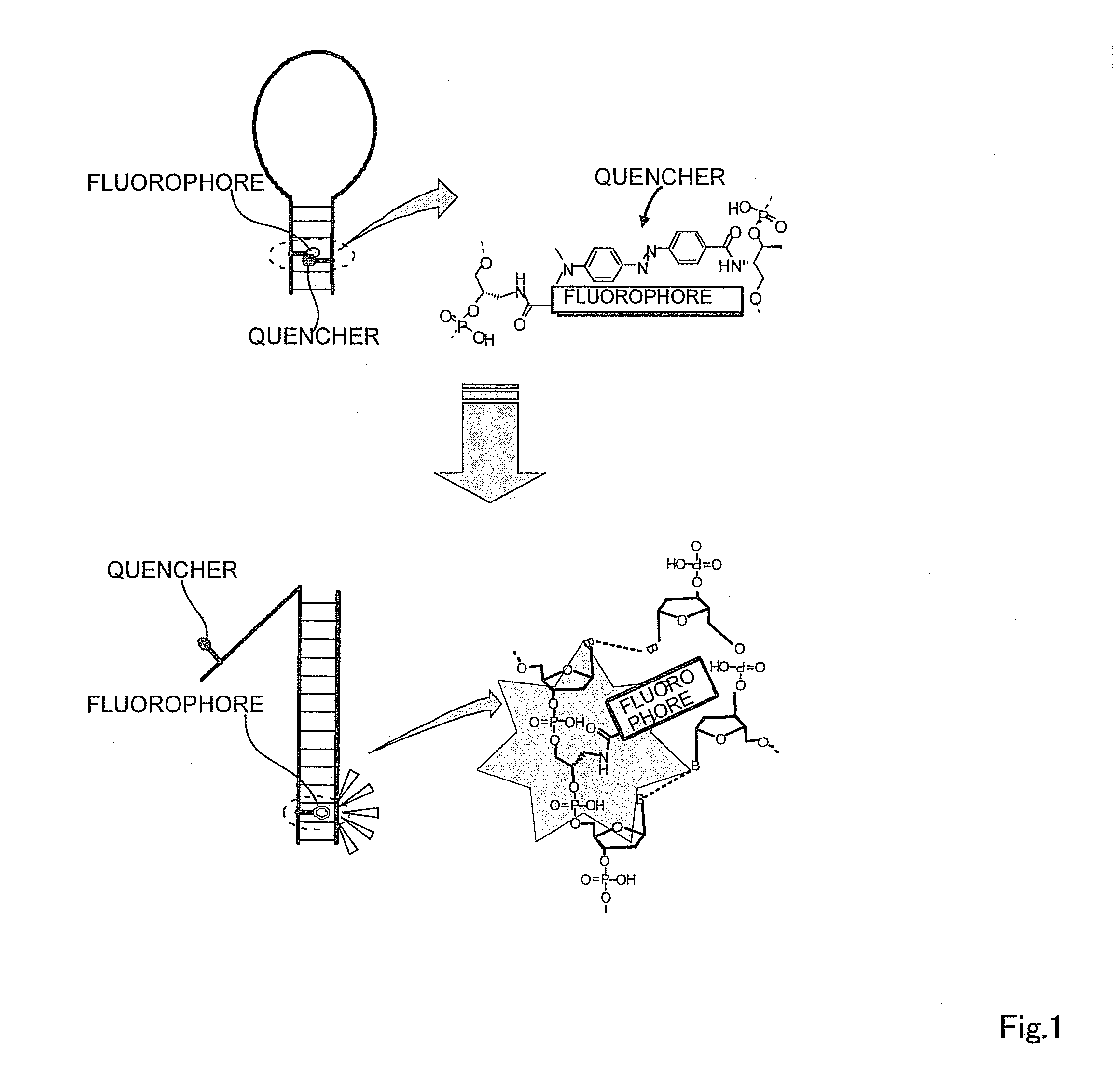 Oligonucleotide probe and use thereof