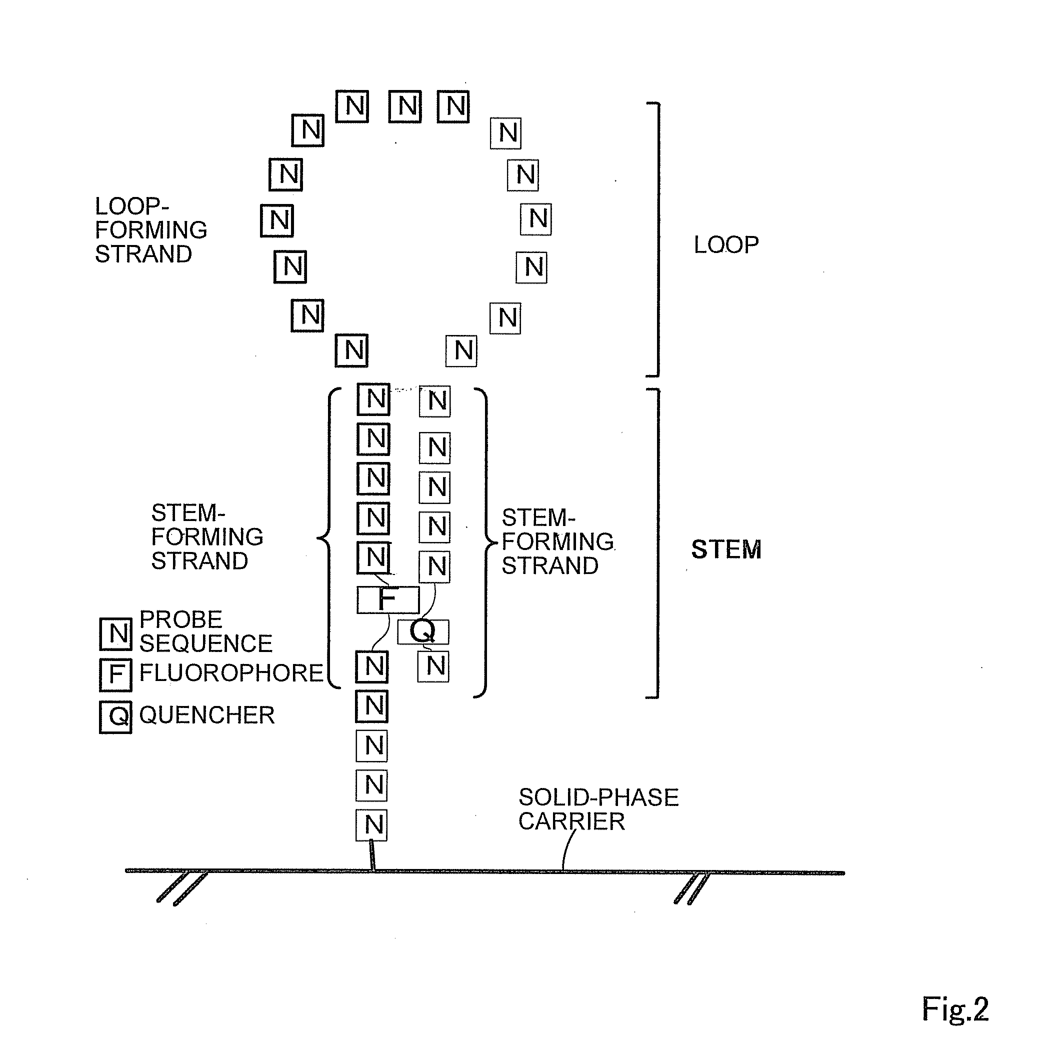 Oligonucleotide probe and use thereof