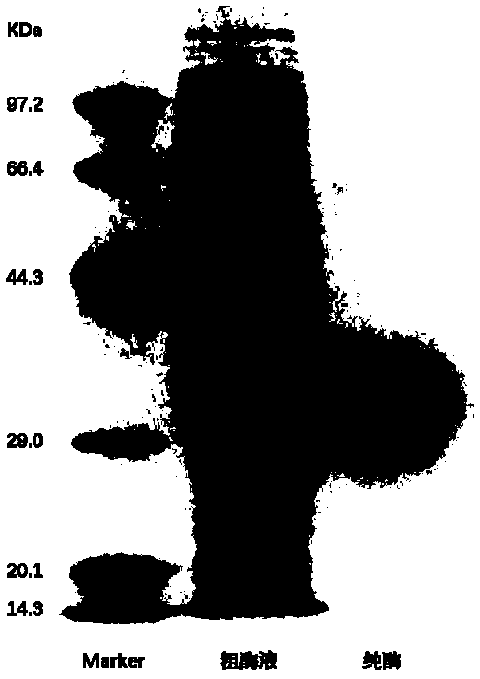 Heat-resistant N-acetylglucosamine deacetylase and encoding gene and application thereof