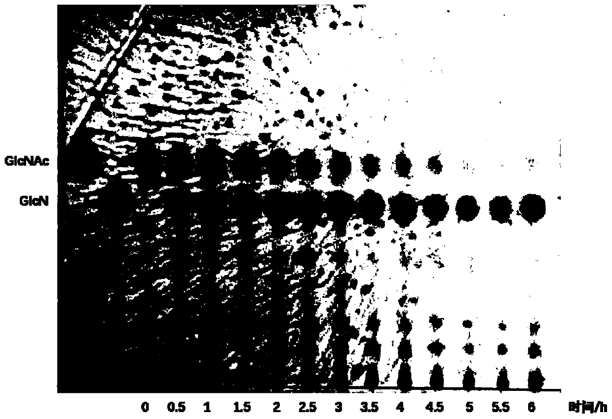 Heat-resistant N-acetylglucosamine deacetylase and encoding gene and application thereof