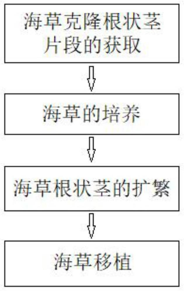 A method of repairing seagrass beds