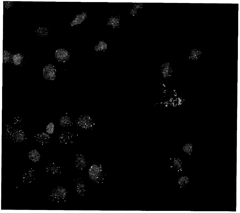 Methods for the cytological analysis of cervical cells