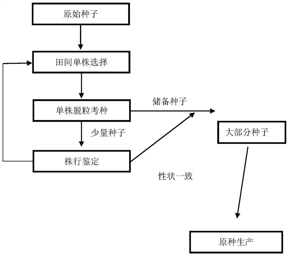 A kind of ornamental sunflower seed breeding method