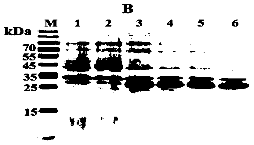 Affinity toxin targeting molecule of HPV16E7 affinity loaded granzyme B and application thereof