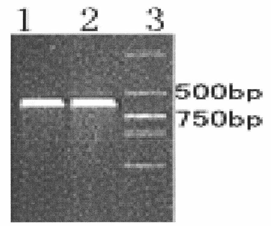 Double-antibody sandwich method for quickly detecting novel H1N1 influenza virus