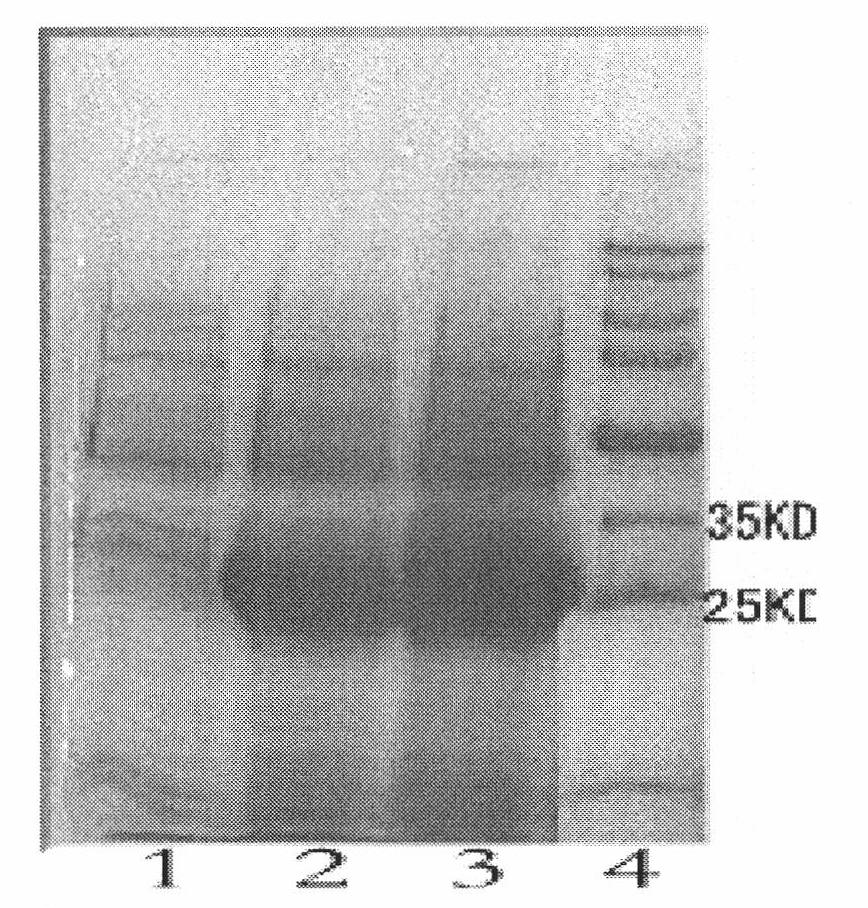 Double-antibody sandwich method for quickly detecting novel H1N1 influenza virus