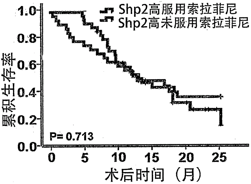 Application of Shp2 protein in preparation of kit for evaluating therapeutic effect of sorafenib on liver cancer