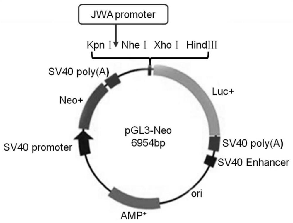 An anti-tumor compound based on activating jwa gene and degrading her2, its preparation method and its application