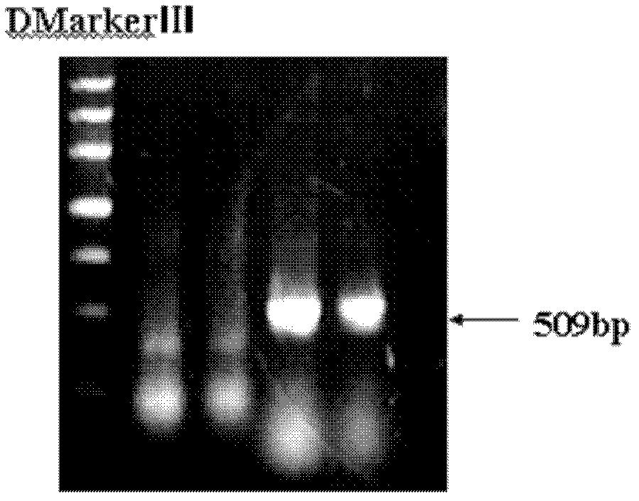 Swine gene expression muscle creatine kinase (MCK)-diacylglycerol acyltrabsferase 1(DGAT1) carrier and preparation method thereof