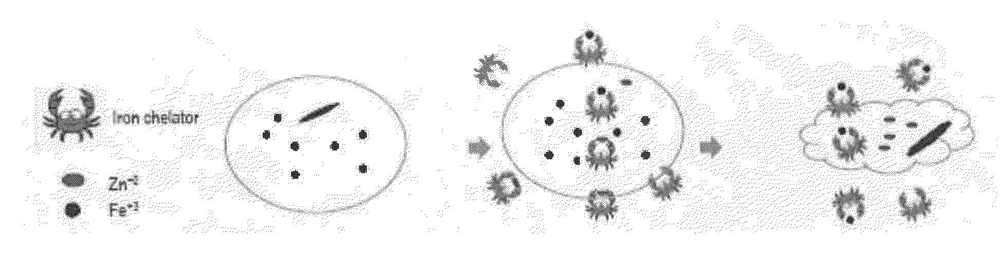 Biocidal Compositions Comprising Iron Chelators