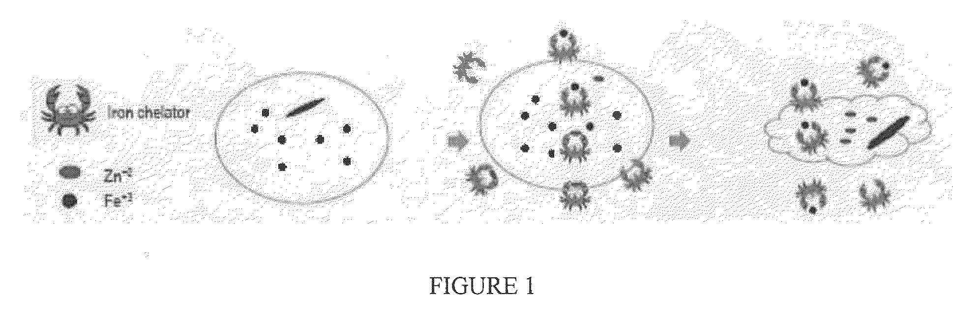 Biocidal Compositions Comprising Iron Chelators