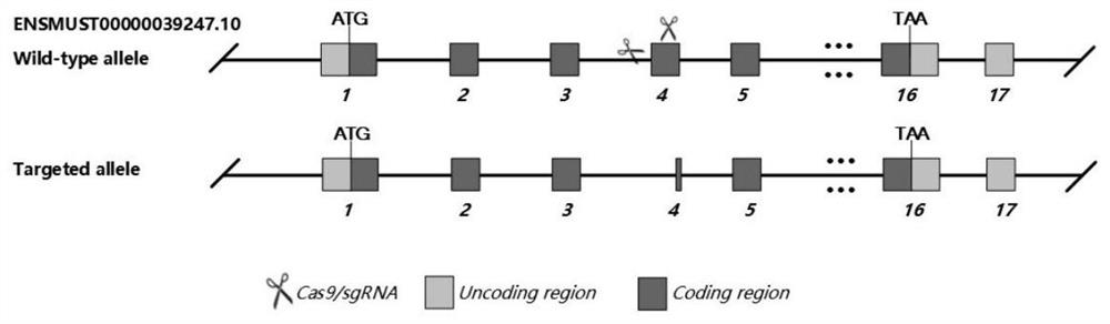 Construction method and application of DSC2 gene knockout mouse model