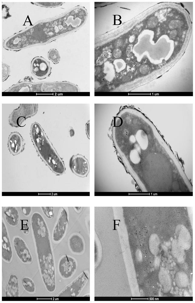 Preparation method of transmission electron microscope sample