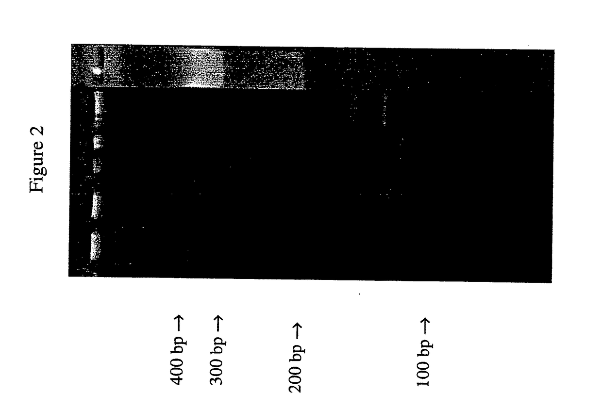 Antibiotic resistance profile for neisseria gonorrhoeae and use of same in diagnosis and treatment of gonorrhea