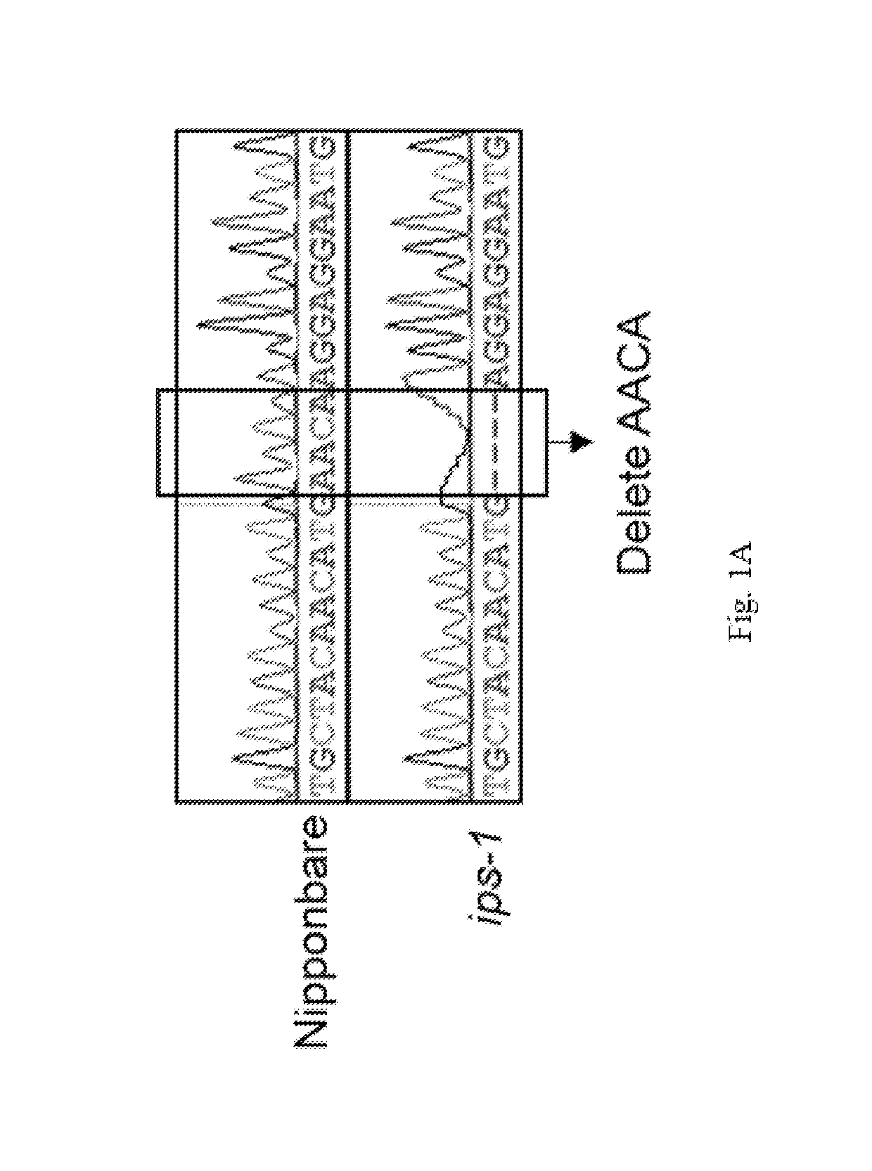 Application of <i>IPS1 </i>gene in improving photosynthesis of rice