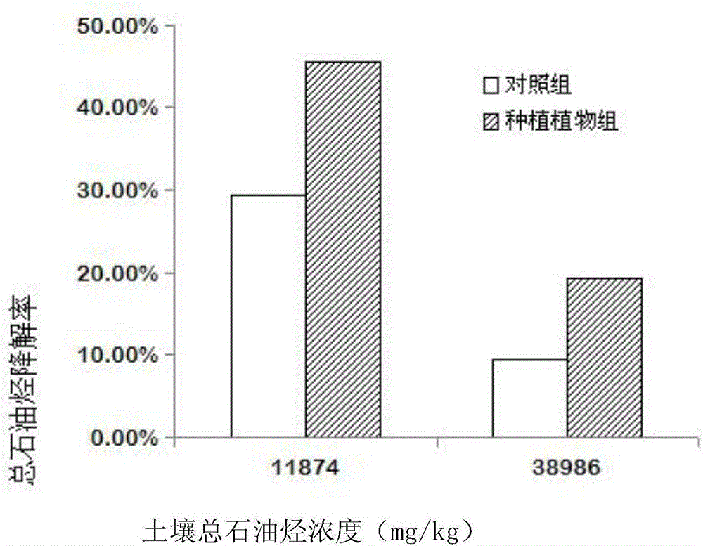 Method for repairing petroleum hydrocarbon contaminated soil by using wild ornamental plant-veronica polita