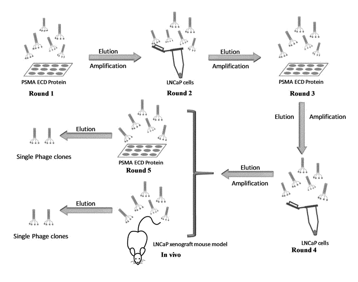 Prostate-specific membrane antigen (PSMA) targeting peptides