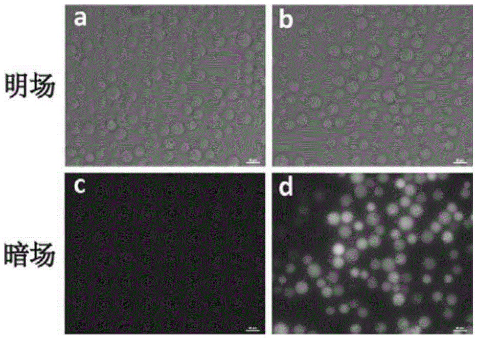 Aptamer afb1-22 of aflatoxin b1 and its application