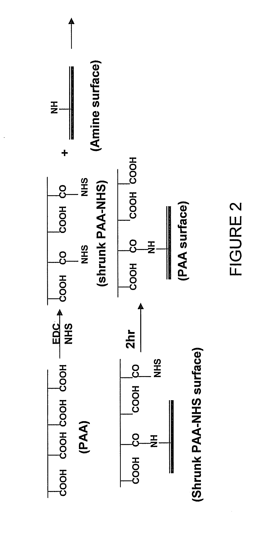 High-density polymer surface coating to immobilize chemical or biological molecules