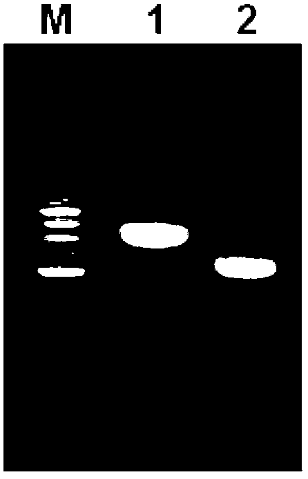 Method for fast and simple enrichment of trace quantity of animal tissue mitochondrial DNAs