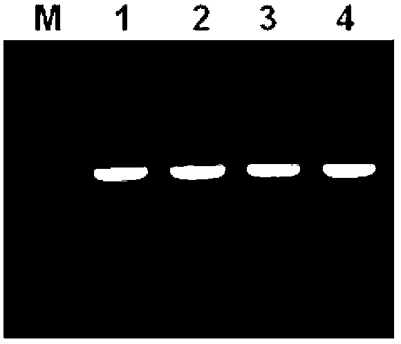 Method for fast and simple enrichment of trace quantity of animal tissue mitochondrial DNAs