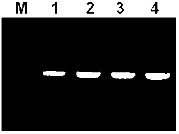 Method for fast and simple enrichment of trace quantity of animal tissue mitochondrial DNAs