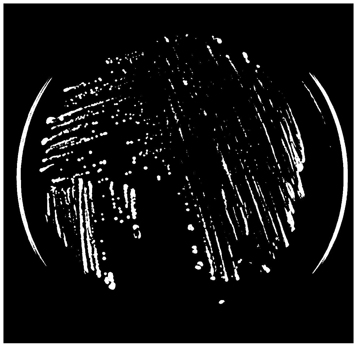 A kind of Candida glabrata and its application in kitchen waste