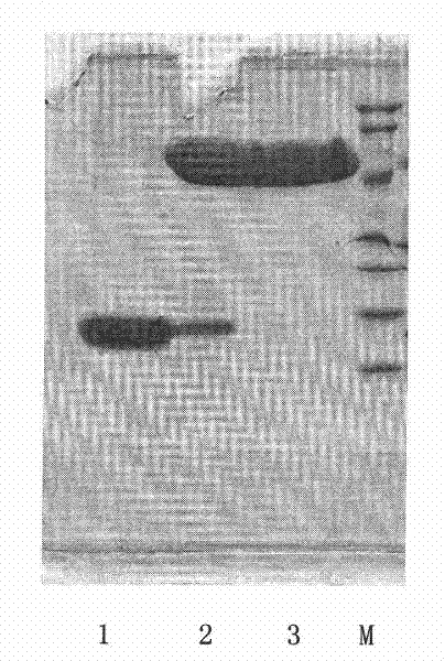 Chemical conjugate of recombinant deleted human keratinocyte growth factor type I