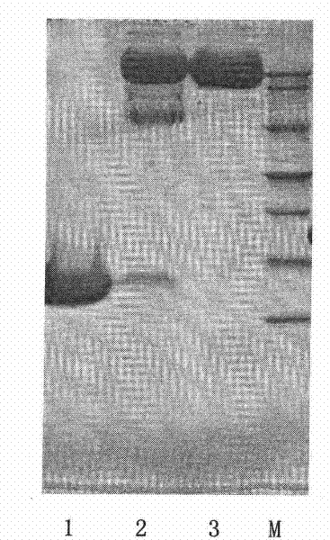 Chemical conjugate of recombinant deleted human keratinocyte growth factor type I