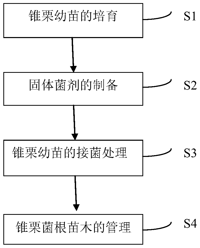 Castanea henryi mycorrhizal seedling culture method