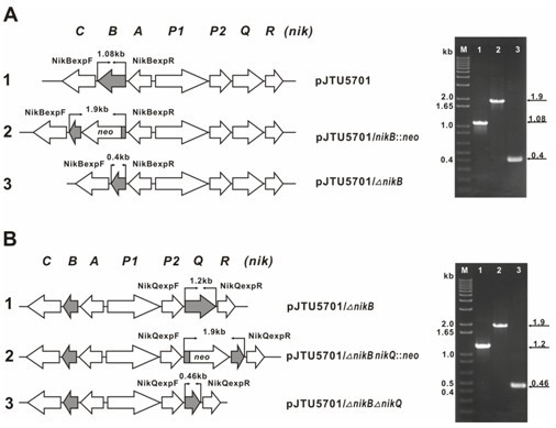 Polyoxin-nikkomycin hybrid antibiotic and preparation method thereof