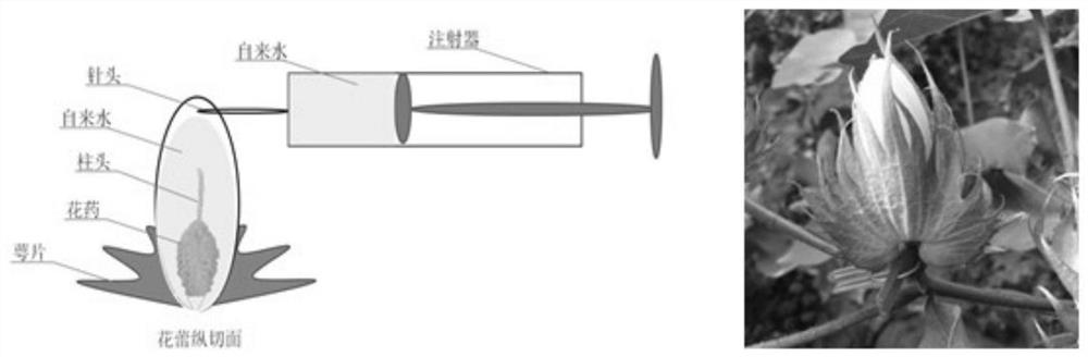 A kind of artificial hybrid seed production method of cotton without emasculation