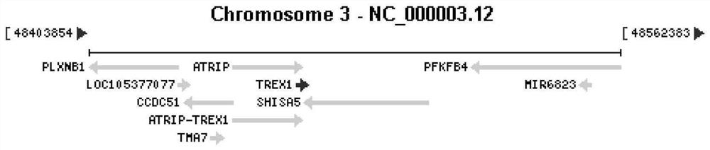 Primers, kit and method for detecting TREX1 gene mutation