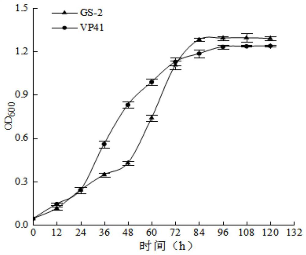 Malolactic fermentation (MLF) lactic acid bacteria strain with high yield of esterase and application thereof