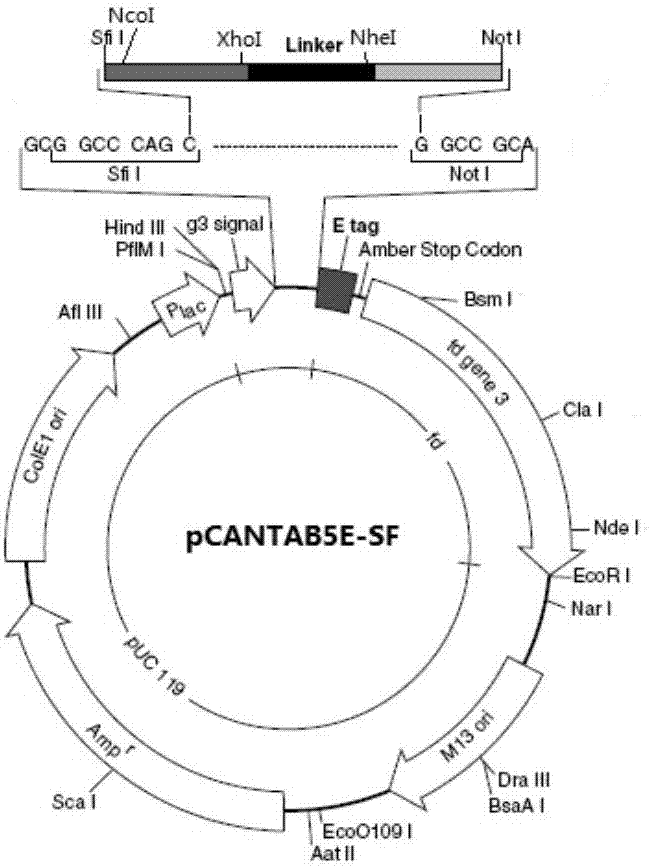 Anti-IL-1beta monoclonal antibody and application thereof