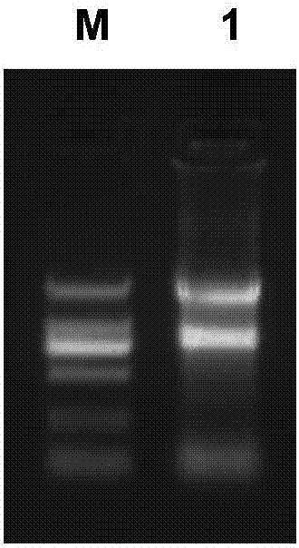 Anti-IL-1beta monoclonal antibody and application thereof