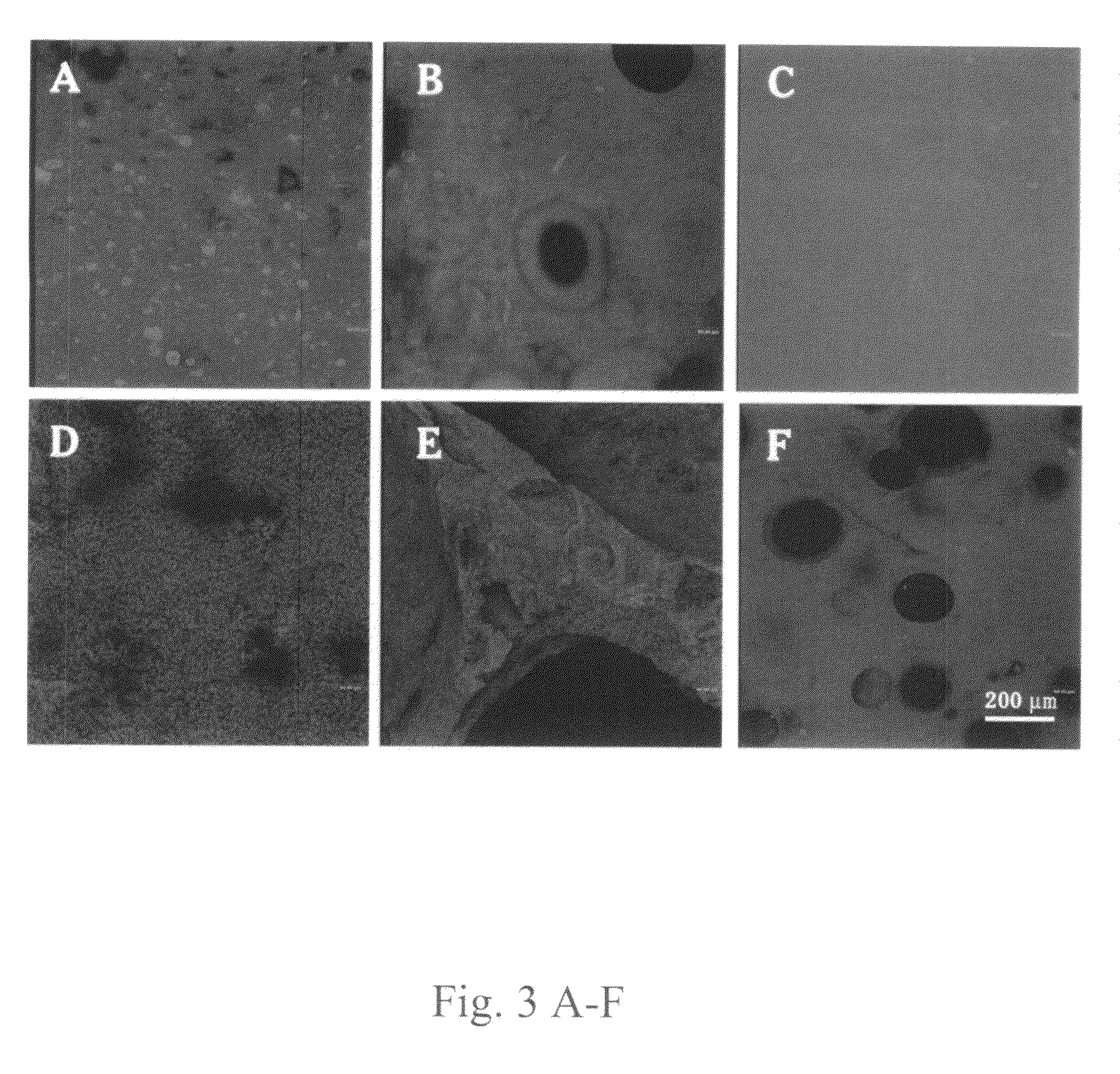 Protein containing composition produced by cold extrusion