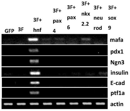 A method for inducing insulin-secreting cells based on human skin cells and its application