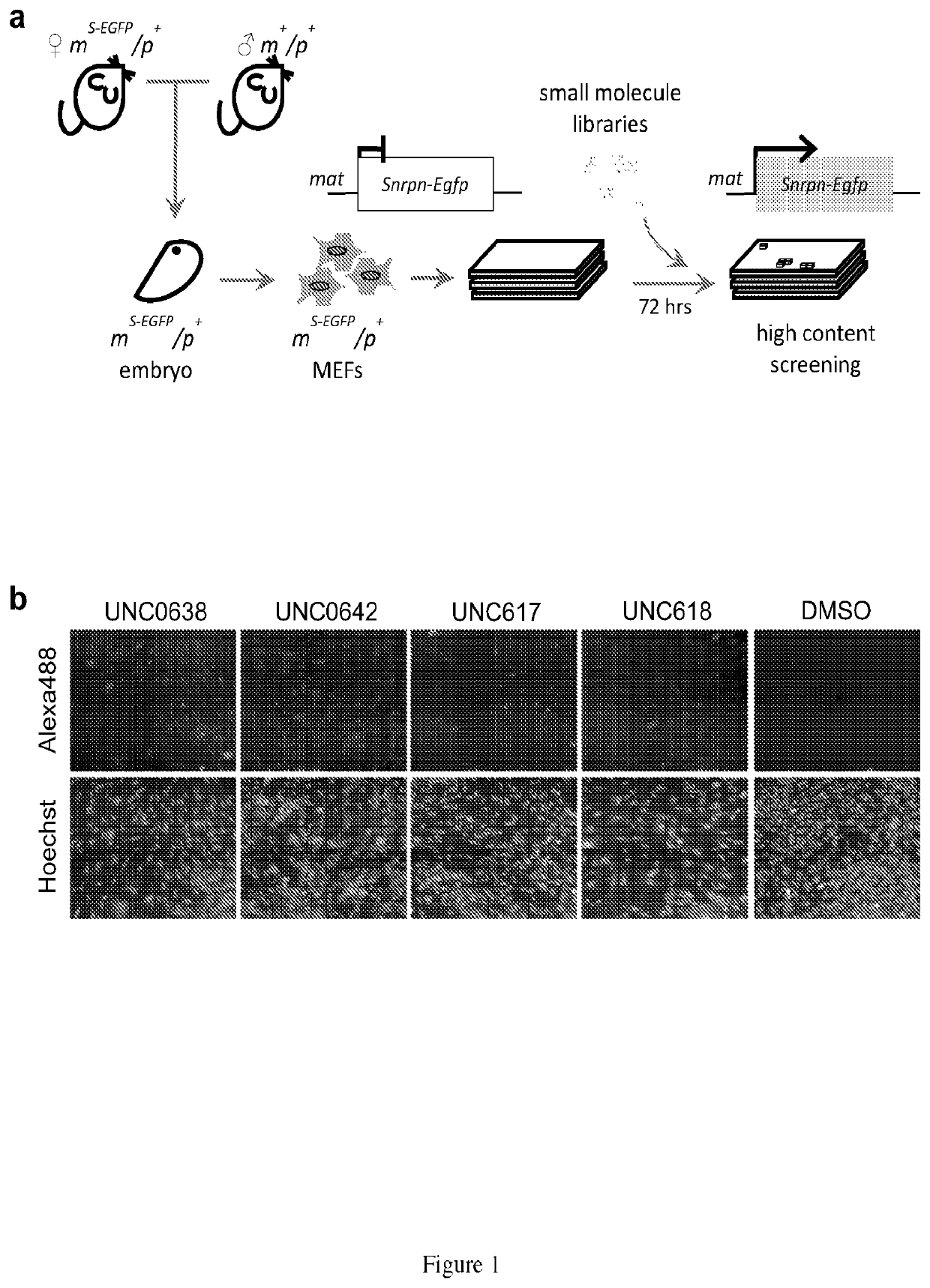 Compositions and methods for the treatment of Prader-Willi syndrome