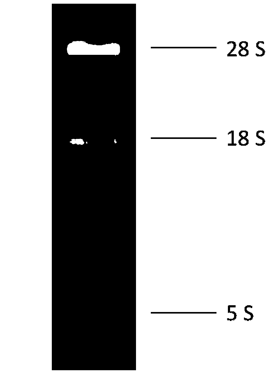 Method for transforming plant protoplast by RNA (Ribonucleic Acid) virus