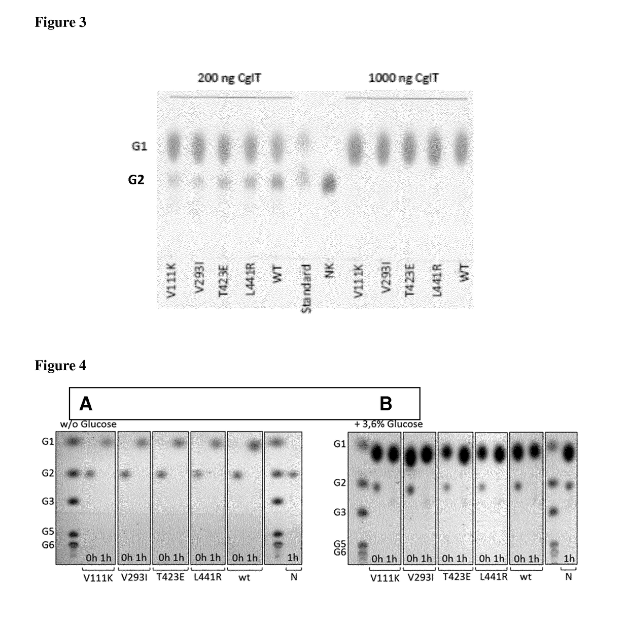 Mutant beta-glucosidase variants with increased thermostability