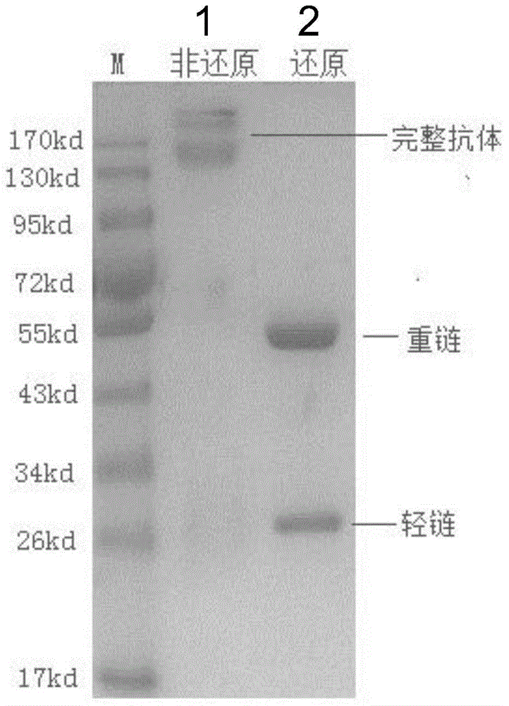 Monoclonal antibodies for antagonizing and inhibiting combination of programmed death-1 (PD-1) and ligands of PD-1, hybridoma cell line secreting monoclonal antibodies and application of monoclonal antibodies