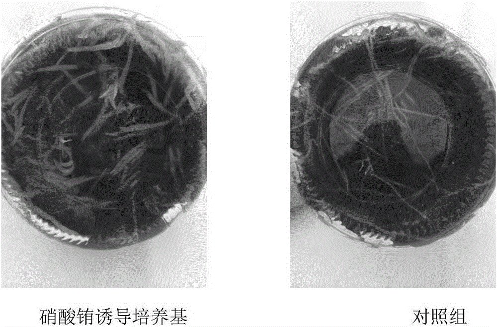 Culture media for promoting induction and rooting of cluster buds of dendrobium candidum and culture method by using rare earth elements